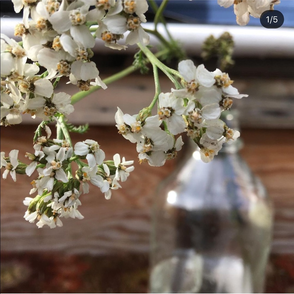 Yarrow Seeds